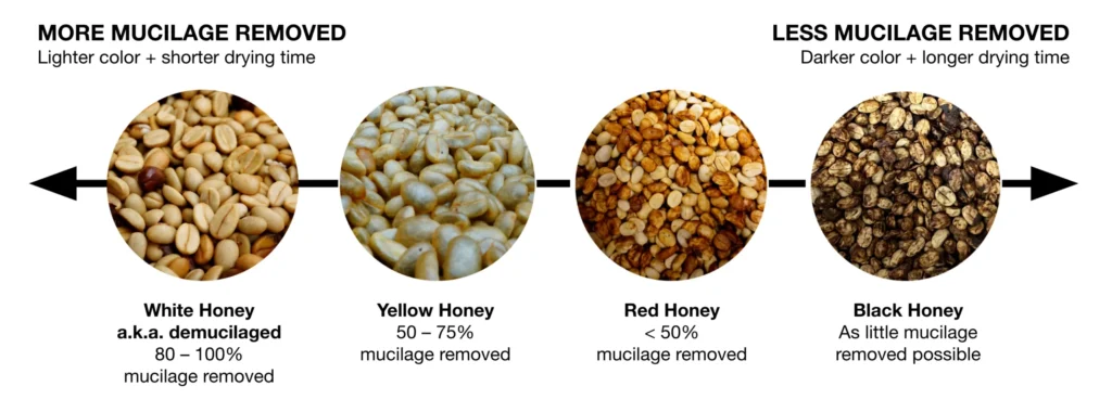 10 Facts About Black Honey PROCESS Vs Yellow Honey PROCESS 7 Comparison chart showing Yellow Honey, Red Honey, and Black Honey coffee processing methods with drying times and flavor profiles