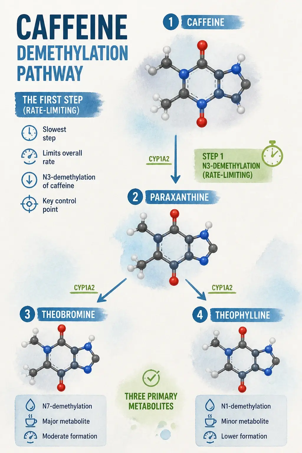 3D rendered infographic showing the hepatic breakdown of caffeine into paraxanthine, theobromine, and theophylline metabolites.