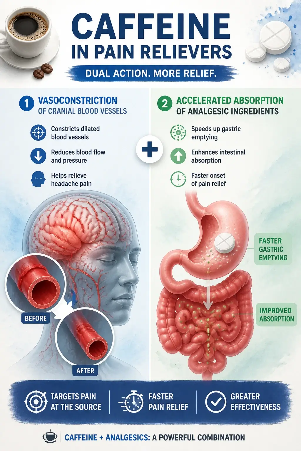Infographic showing caffeine constricting blood vessels and speeding up pain medication absorption