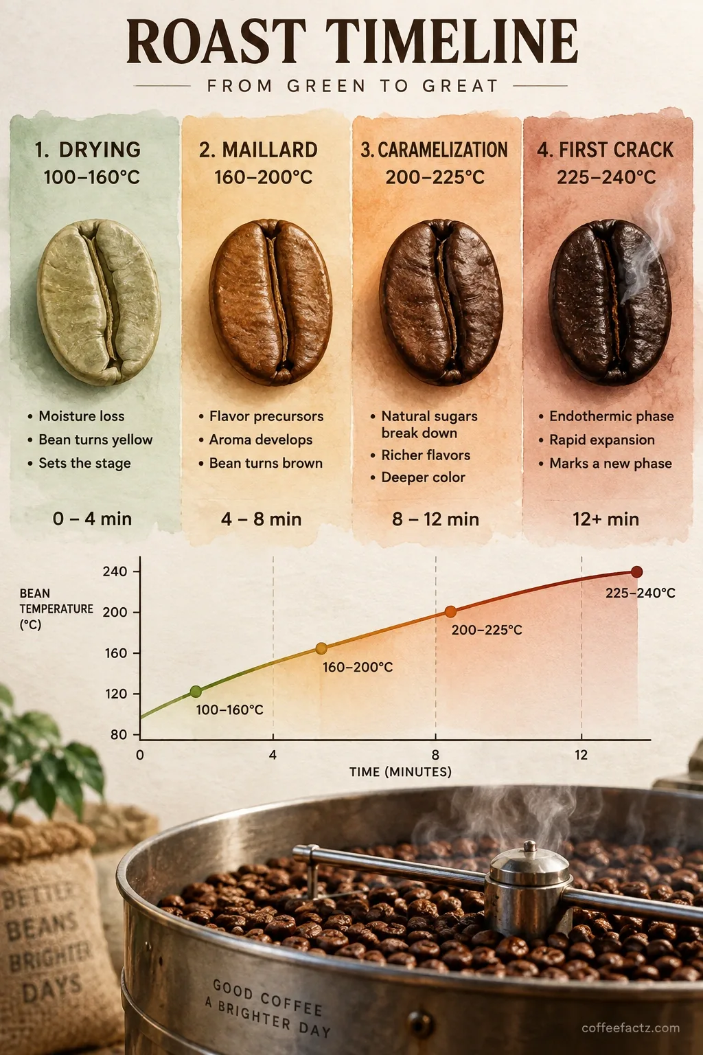 Coffee roast timeline infographic: drying, Maillard, caramelization, First Crack endothermic boundary, temperature ranges.