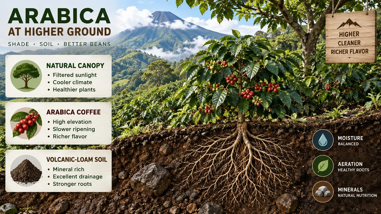 High-elevation shade-grown arabica farm with canopy cover, volcanic-loam soil, and root-zone microclimate conditions.